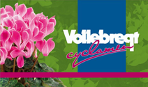 Vollebregt Cyclamen